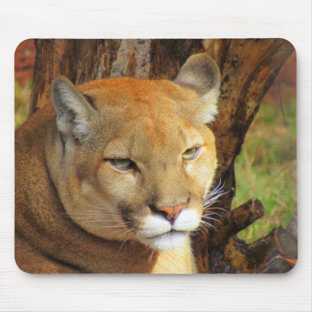 Mousepad Cougar / Pantera da Flórida - Pad do Mouse (Frente)