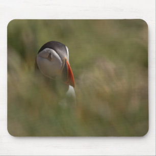 Mousepad Couro cru - e - papagaio-do-mar da busca