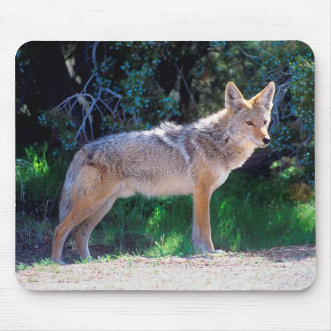 Mousepad Coyote Stands ao longo de uma estrada (Frente)
