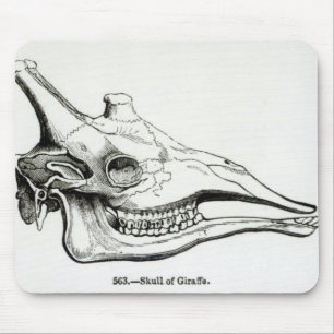 Mousepad Crânio de um girafa