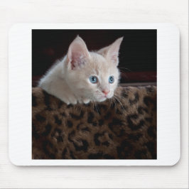 Mousepad Creme Kitten com Belos Olhos Azuis