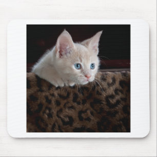 Mousepad Creme Kitten com Belos Olhos Azuis