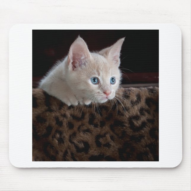 Mousepad Creme Kitten com Belos Olhos Azuis (Frente)