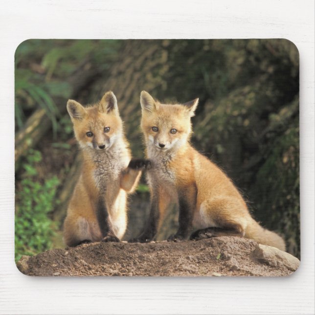 Mousepad cria de Raposa Vermelha em frente à toca Vulpes vu (Frente)
