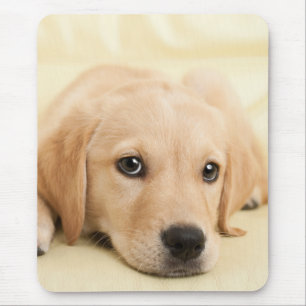 Mousepad Crie Sua Própria Foto Personalizada de Animal de E