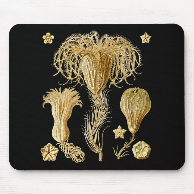 Mousepad Crinoids (Frente)