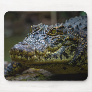 Mousepad crocodilo