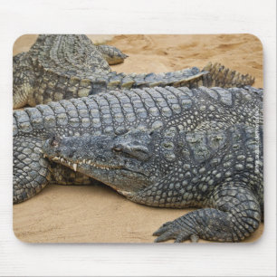 Mousepad Crocodilos