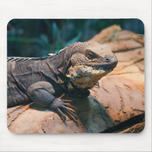 Mousepad Ctenosaura melanosterna