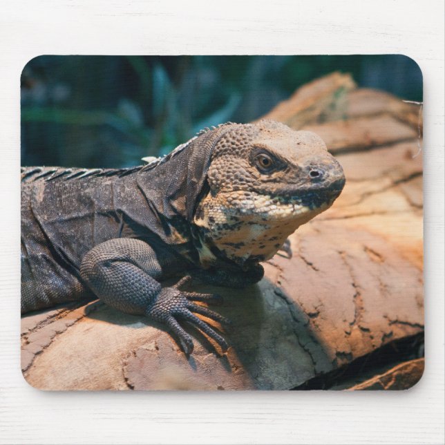 Mousepad Ctenosaura melanosterna (Frente)