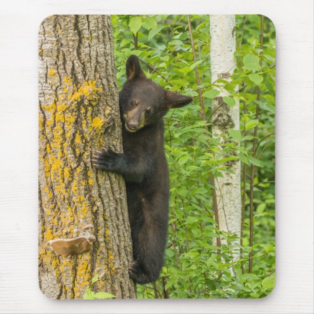Mousepad Cubo do Urso Negro | Minnesota (Frente)