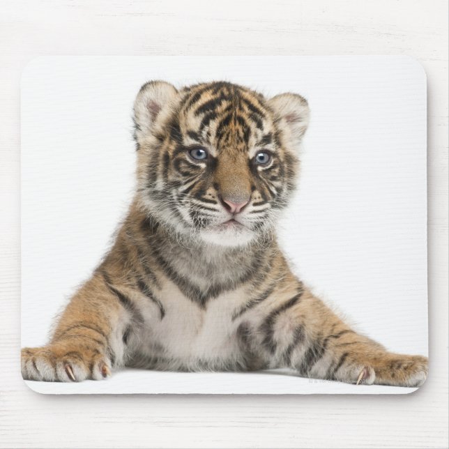 Mousepad Cubo Sumatran Tiger - Sumatrae Panthera tigris (3) (Frente)