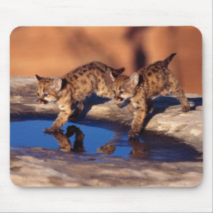 Mousepad Cubos de Leão de Montanha Mouse