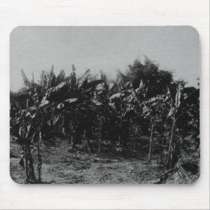 Mousepad Cultivo da banana, Trinidad, c.1891