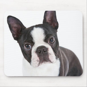 Mousepad Curioso Boston Terrier Mãe Cachorro Engraçado