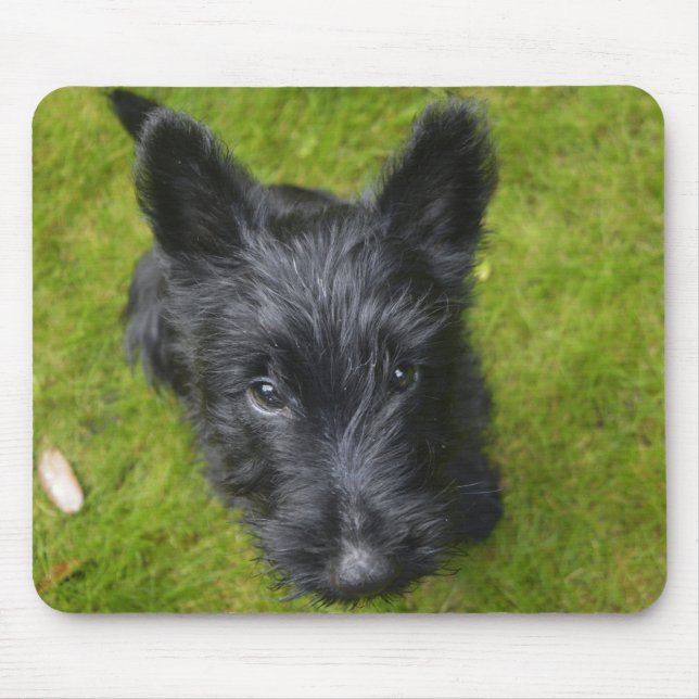 Mousepad Custa Scottish Terrier Puppy (Frente)