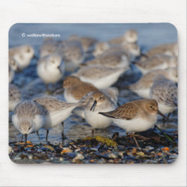 Mousepad Cute Dunlins Sanderlings Sandpipers em Praia