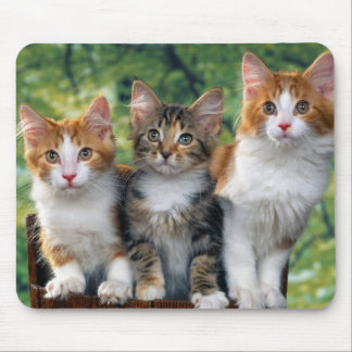 Mousepad cute-kittens-with-nature-backgrounds_jpg 3