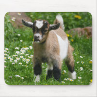 Cute Pygmy Goat Kid em flores
