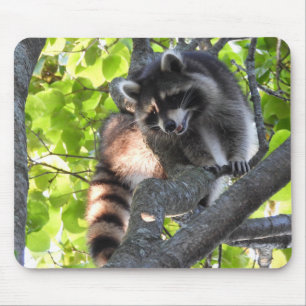 Mousepad Cute Raccoon em árvore
