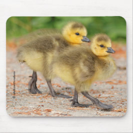Mousepad Cuteness on Parade: Canadá Goslings