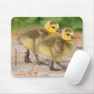 Mousepad Cuteness on Parade: Goslings do Canadá