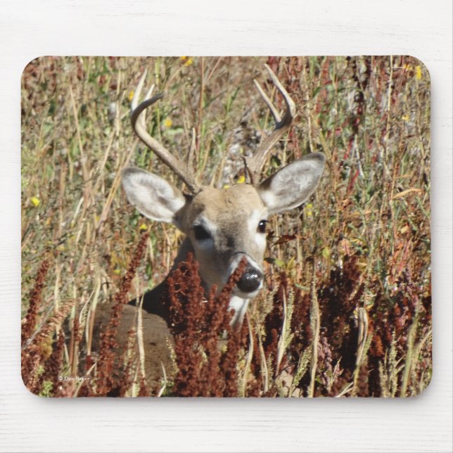 Mousepad D31 Veado-de-cauda-branca nos Ervais (Frente)