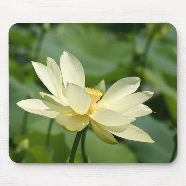 Mousepad Da água flor lilly (Frente)