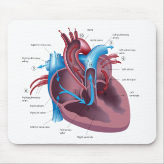 Mousepad da anatomia do coração