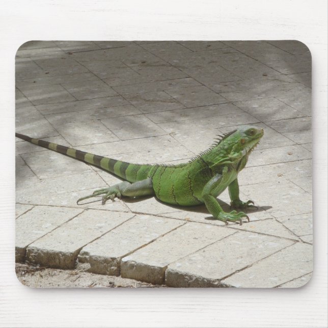 Mousepad da iguana (Frente)
