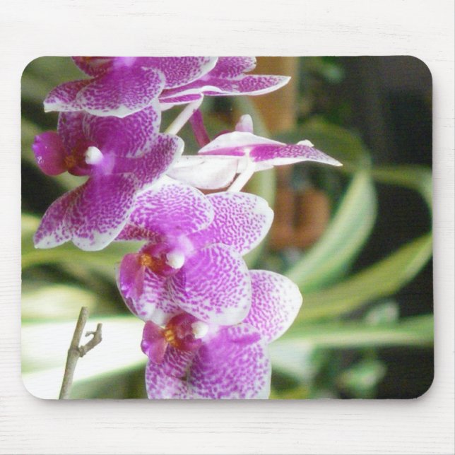 mousepad da orquídea (Frente)