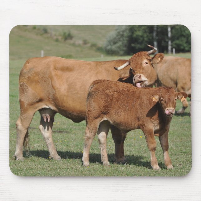 mousepad da vaca e da vitela de limousin (Frente)