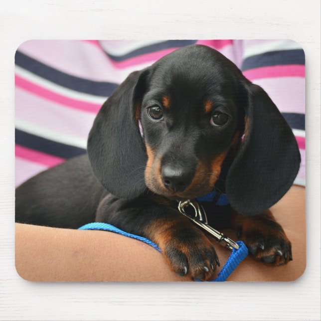 Mousepad dachshund, cachorrinho, animal de estimação (Frente)