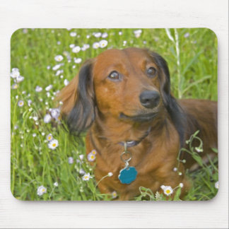 Mousepad dachshund de cabelos compridos