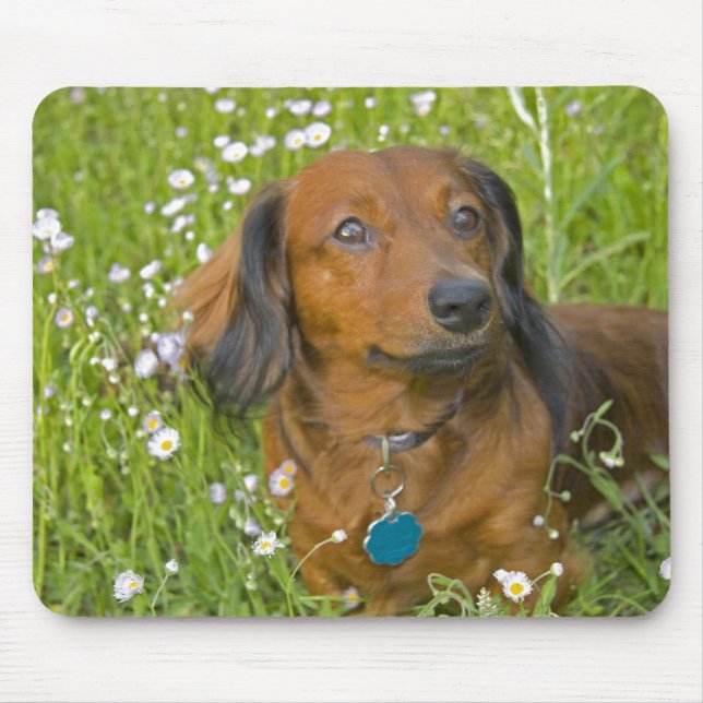 Mousepad dachshund de cabelos compridos (Frente)