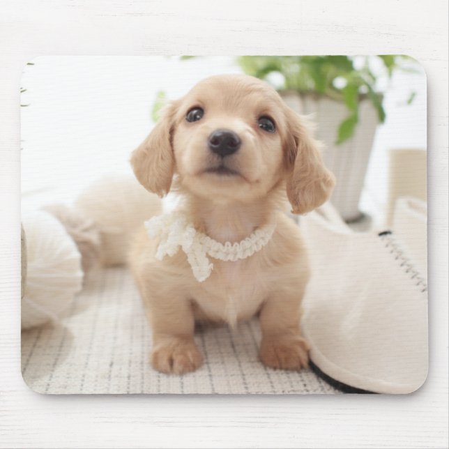 Mousepad Dachshund diminuto (Frente)