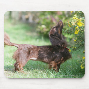 Mousepad Dachshund diminuto de cabelos compridos 1