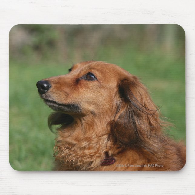 Mousepad Dachshund diminuto de cabelos compridos 2 (Frente)