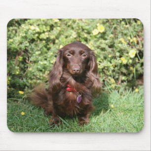 Mousepad Dachshund diminuto de cabelos compridos de Brown