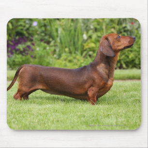 Mousepad Dachshund diminuto Liso-de cabelo