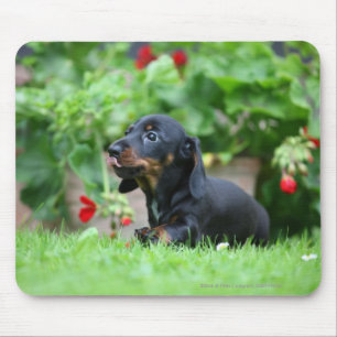 Mousepad Dachshund diminuto Liso-de cabelo 1