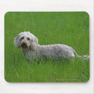 Mousepad Dachshund padrão Fio-de cabelo na grama