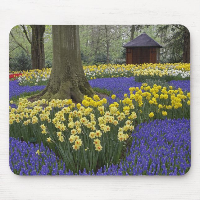 Mousepad Daffodilos, jacinto de uva e jardim de tulipas, (Frente)