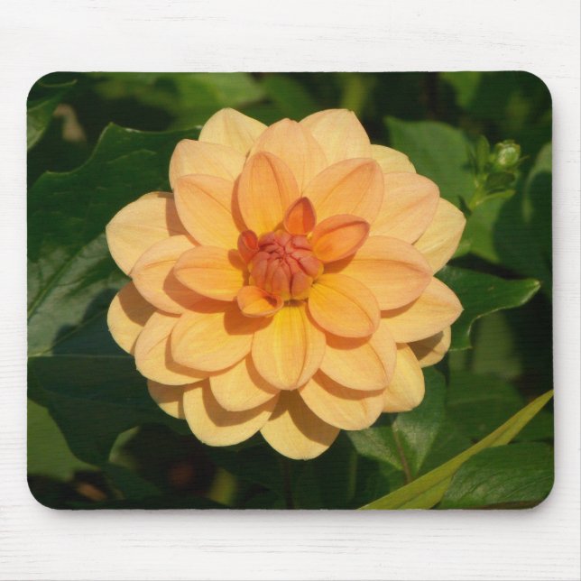 Mousepad Dahlia 'David Howard' (Frente)