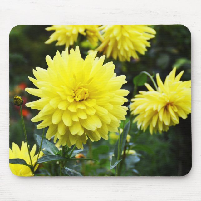 Mousepad Dahlias floral amarelo (Frente)