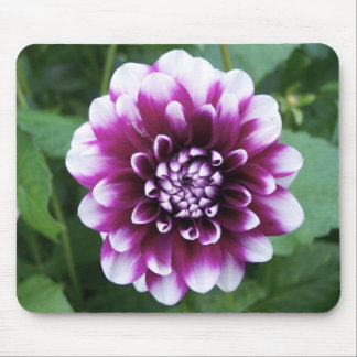 Mousepad Dália roxa e branca