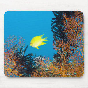 Mousepad Damselfish dourado (Amblyglyphidodon áureo)