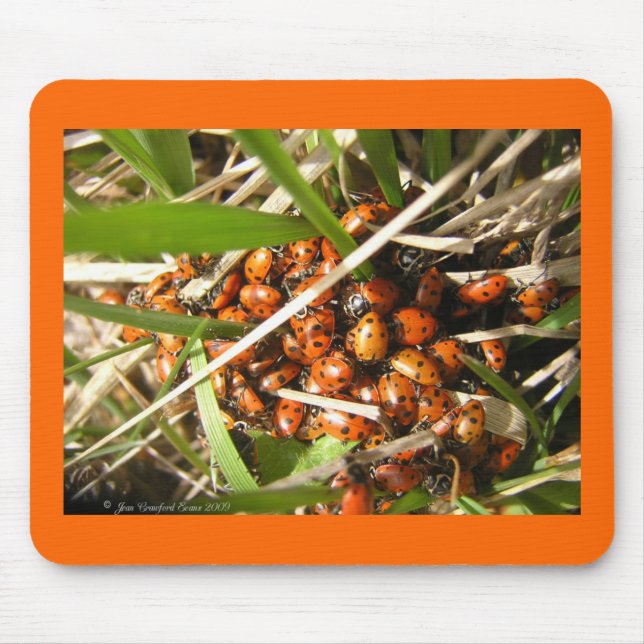 Mousepad Damybugs (Coccinellidae) (Frente)
