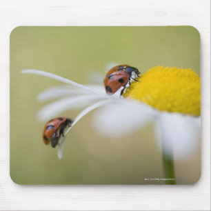 Mousepad Damybugs em uma margarida, Biei, Hokkaido,