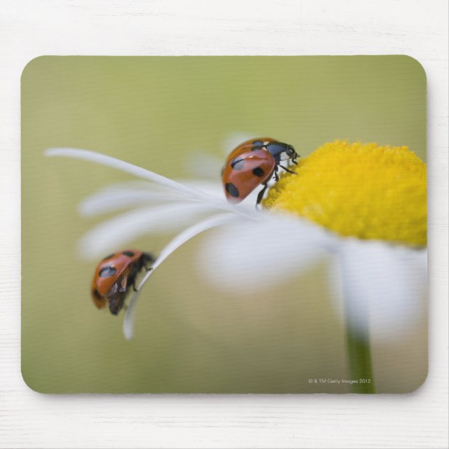 Mousepad Damybugs em uma margarida, Biei, Hokkaido, (Frente)